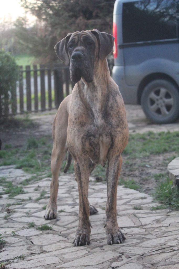 Noche negra de l'Hacienda Des Dogos