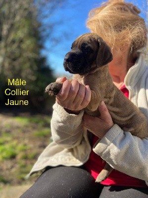 Mâle Collier Jaune 