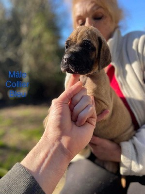 Mâle Collier Bleu 