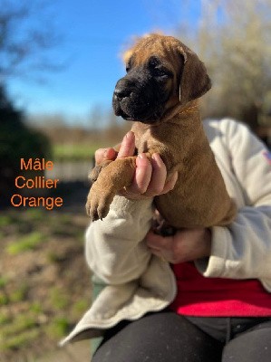 Mâle Collier Orange 