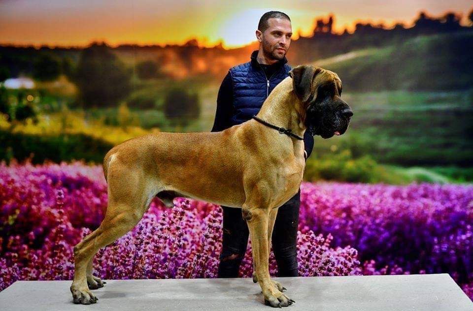N'nino de l'Hacienda Des Dogos