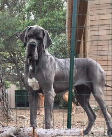 Ibahya de la Benjamine