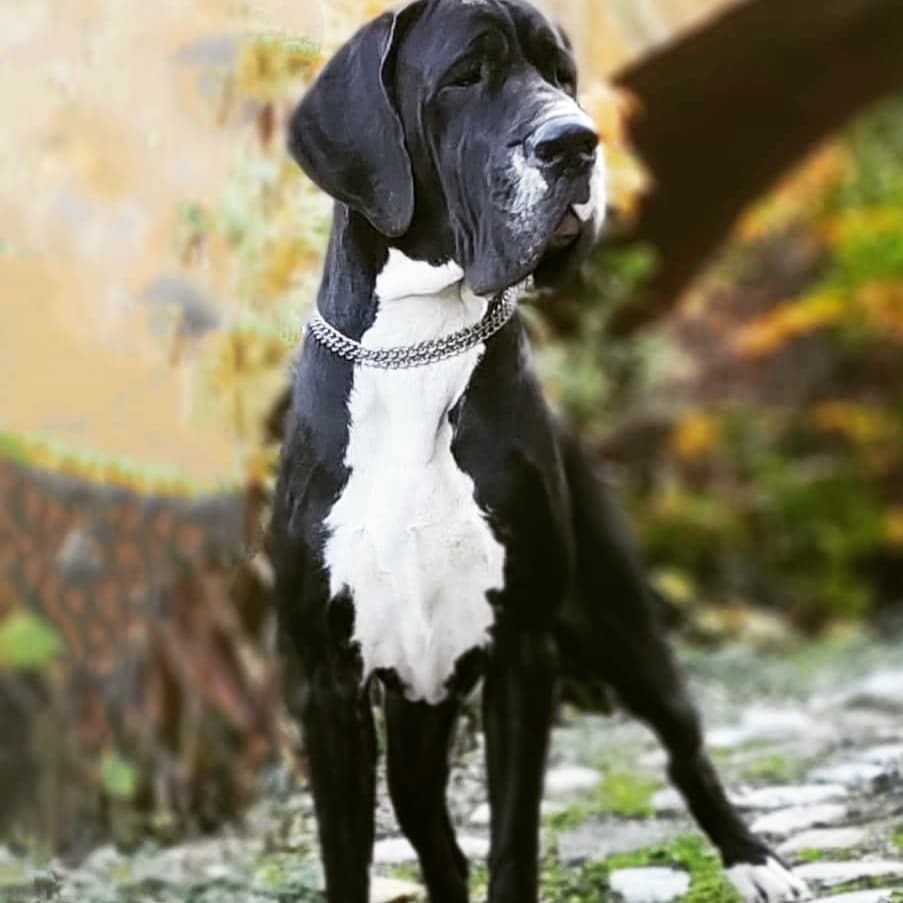 Orsolya De Batthory