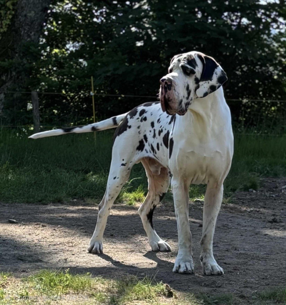 Unimak De La Vallee Argentee