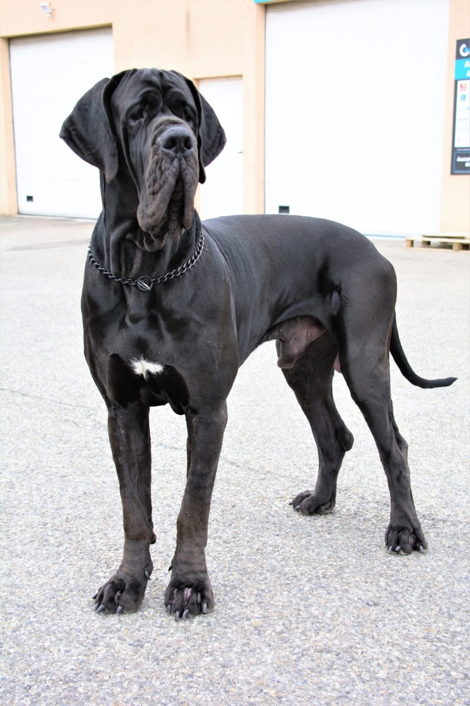 Vador  Au Royaume De Leyla