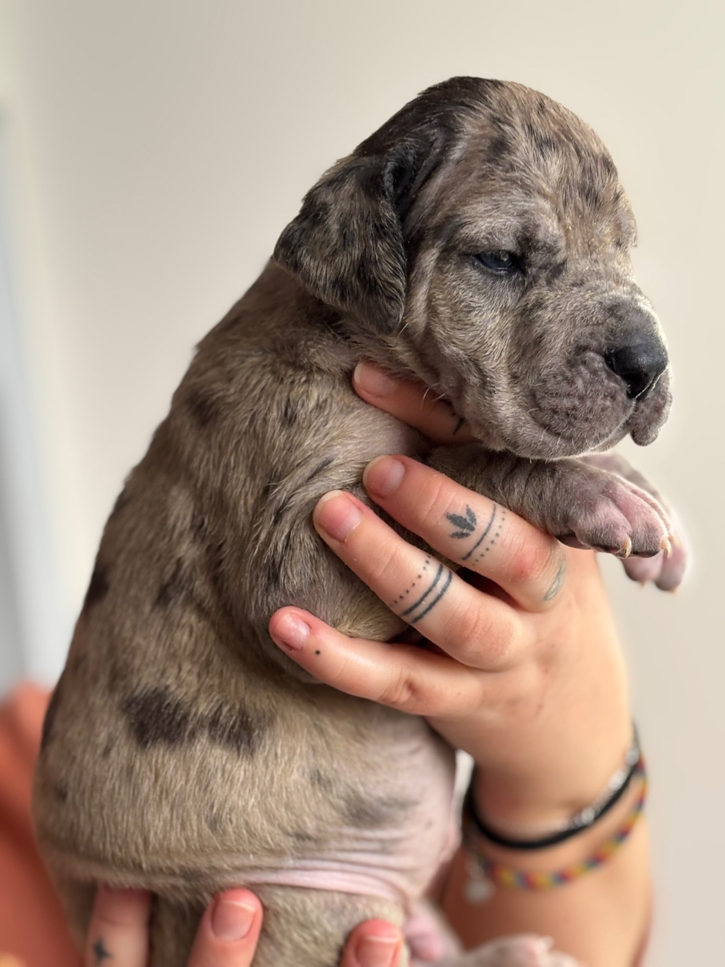 De Batthory - Chiots disponibles - Dogue allemand