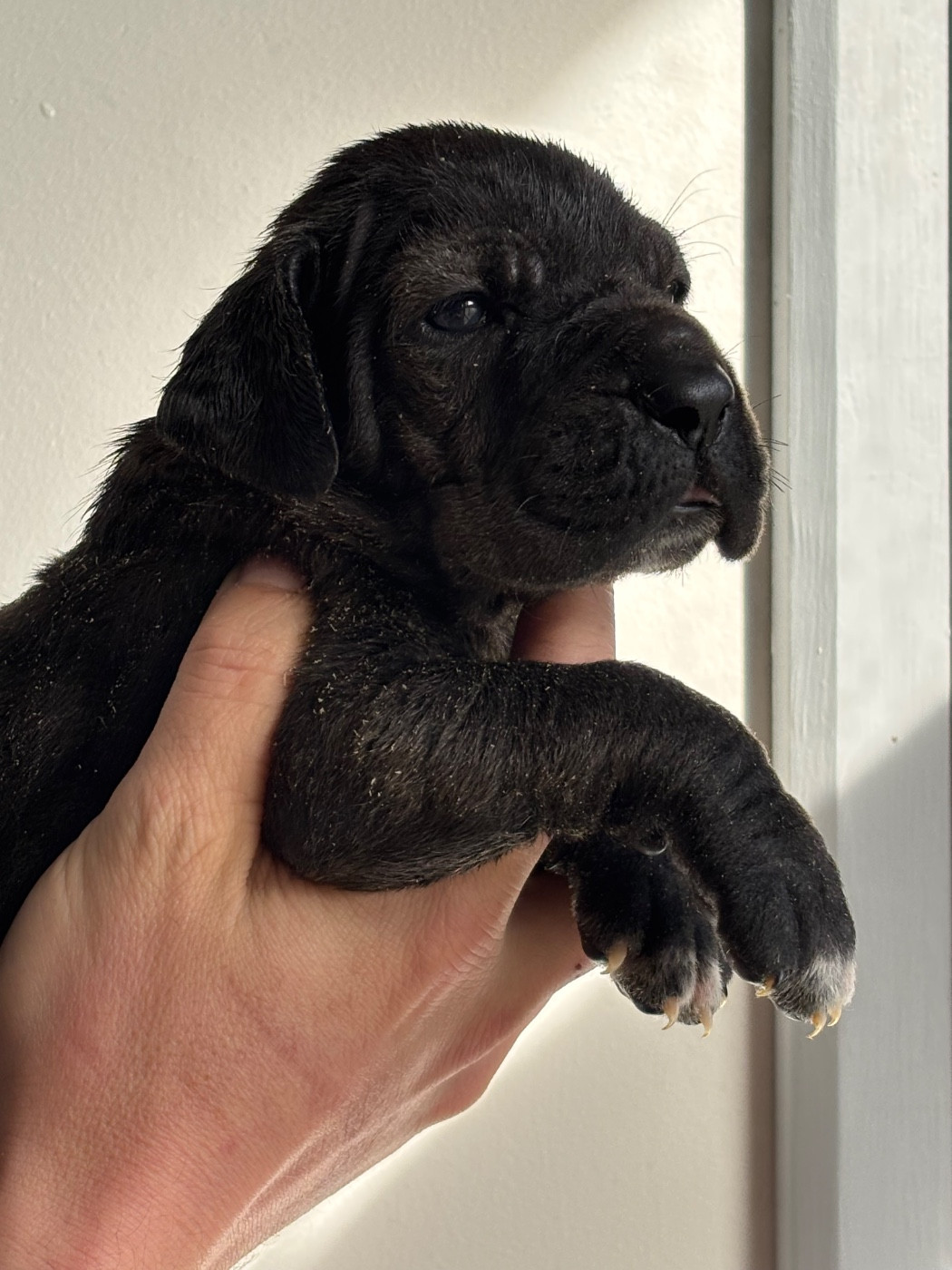 De Batthory - Chiots disponibles - Dogue allemand