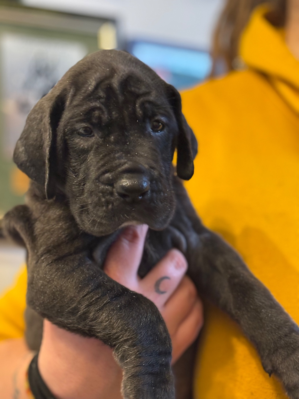 De Batthory - Chiots disponibles - Dogue allemand