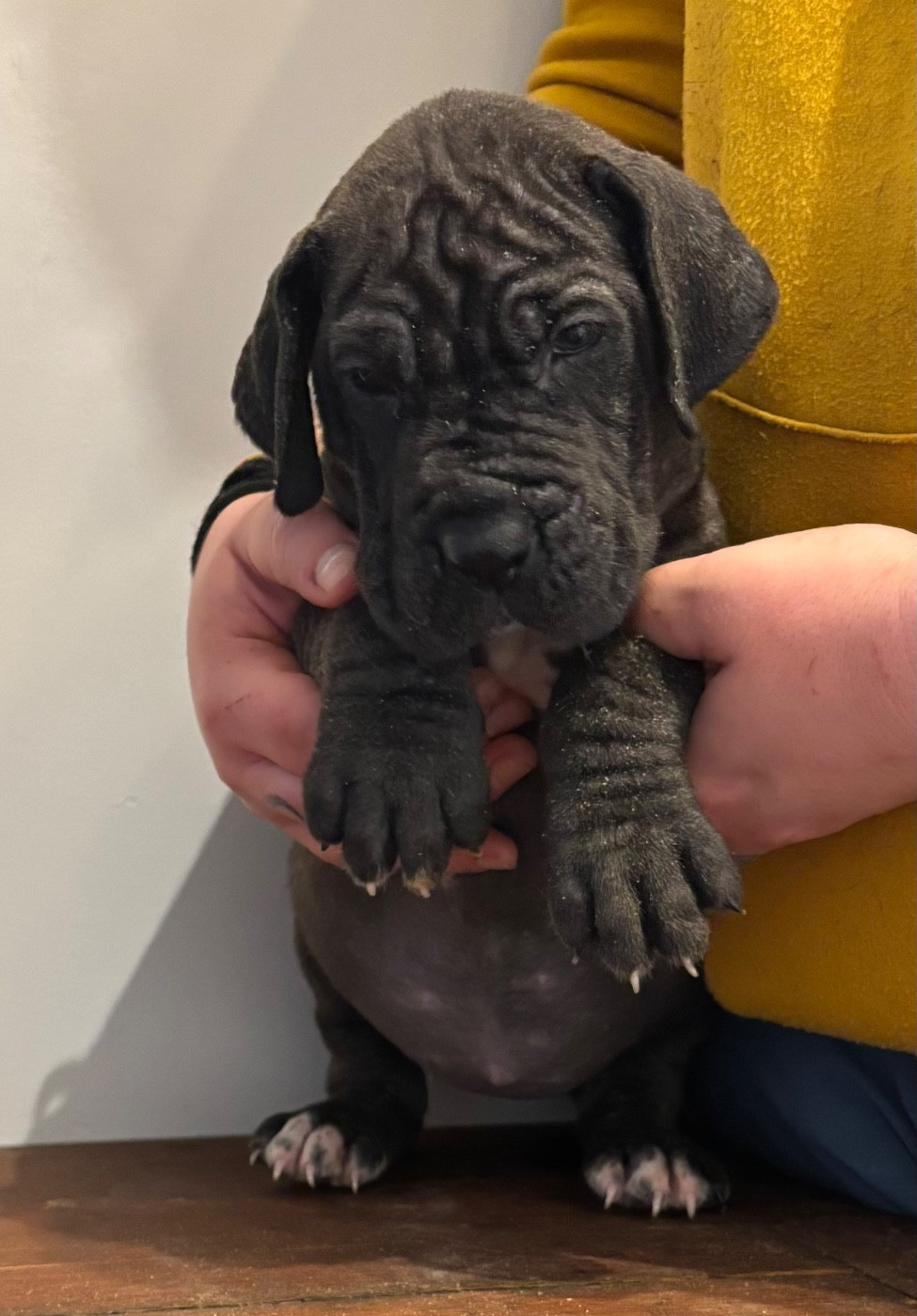 De Batthory - Chiots disponibles - Dogue allemand