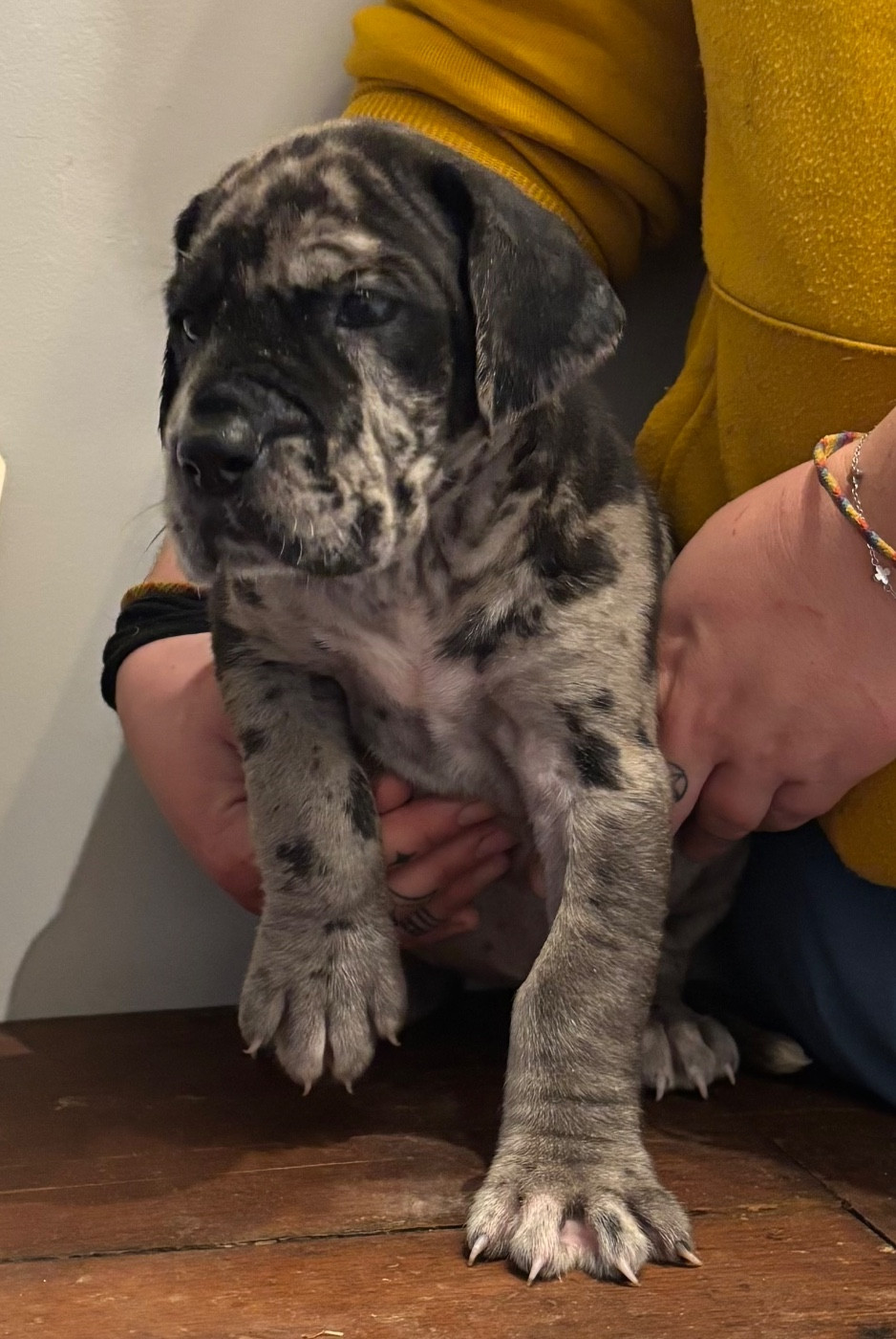 De Batthory - Chiots disponibles - Dogue allemand