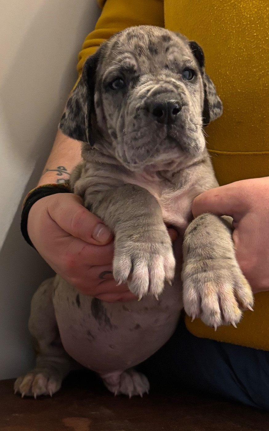 De Batthory - Chiots disponibles - Dogue allemand