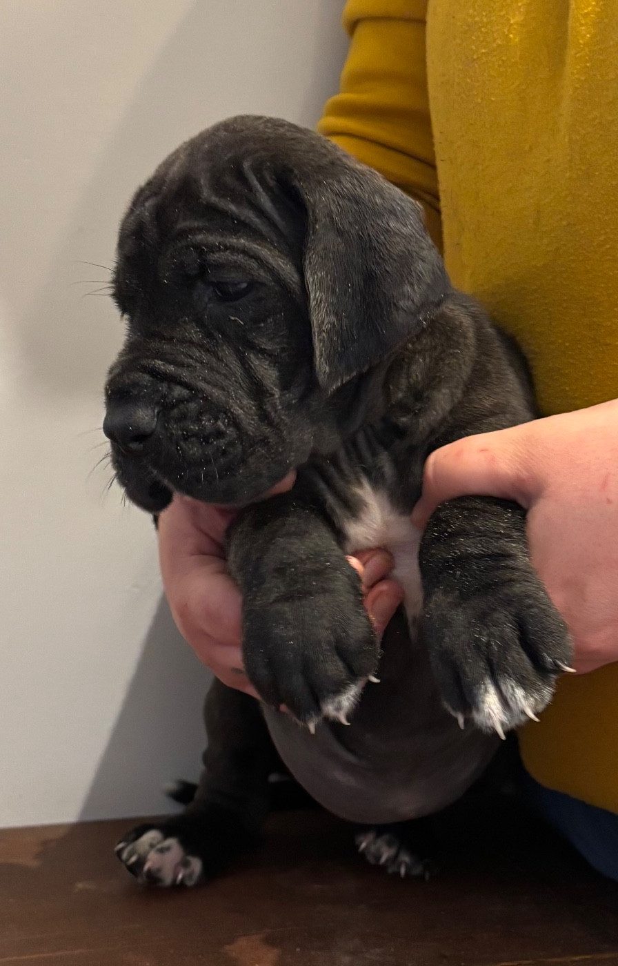 De Batthory - Chiots disponibles - Dogue allemand