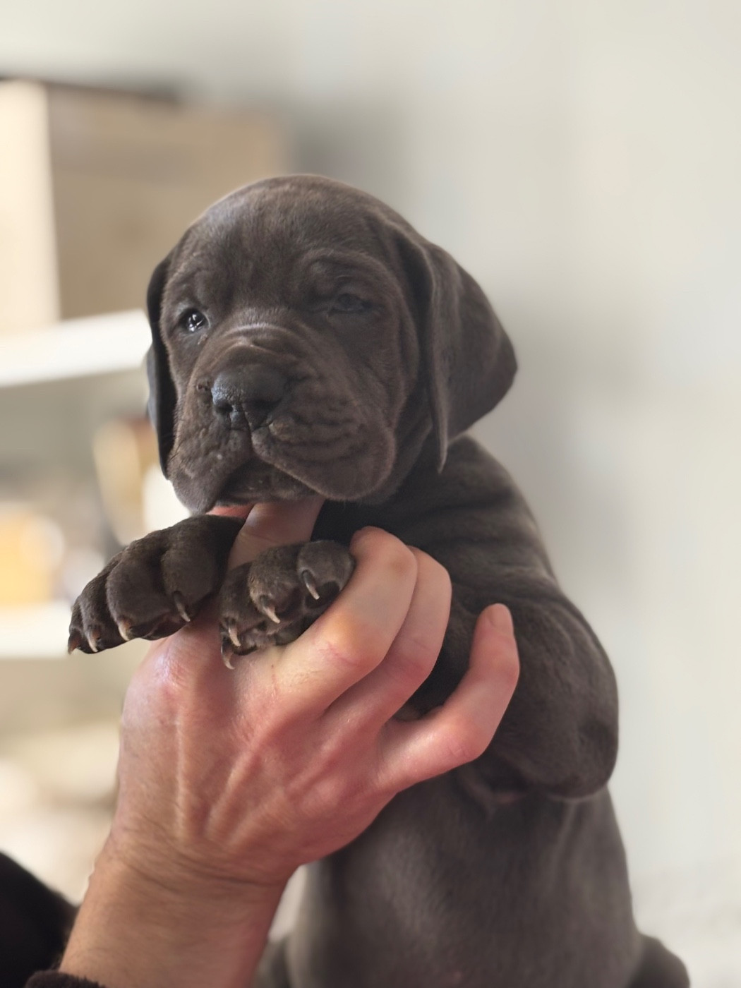 De Batthory - Chiots disponibles - Dogue allemand