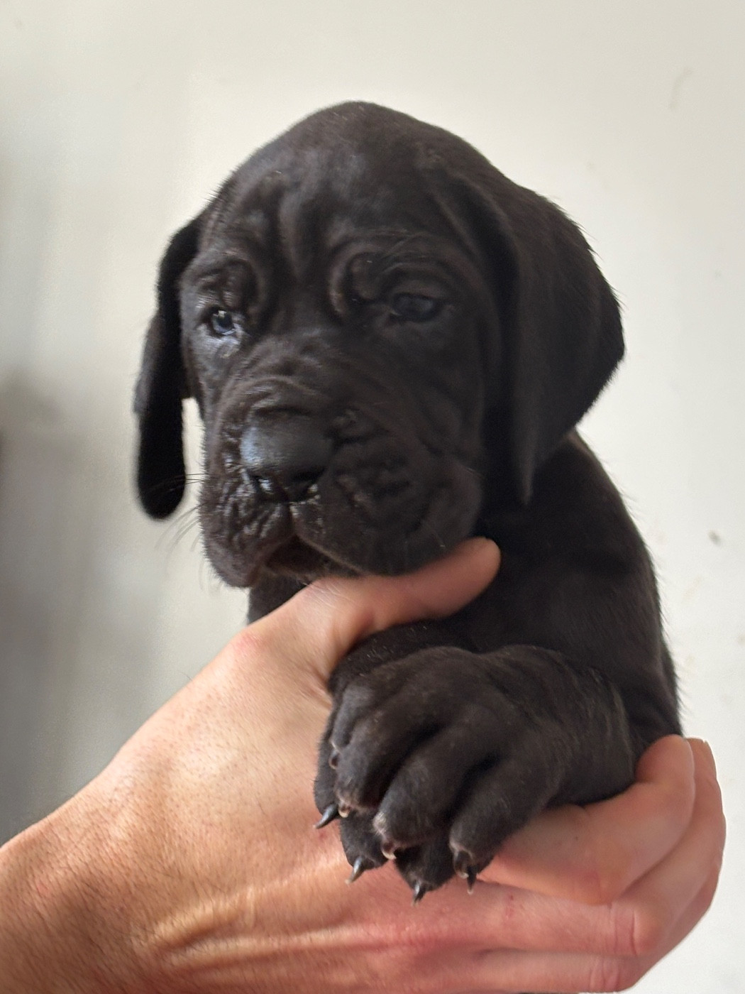 De Batthory - Chiots disponibles - Dogue allemand