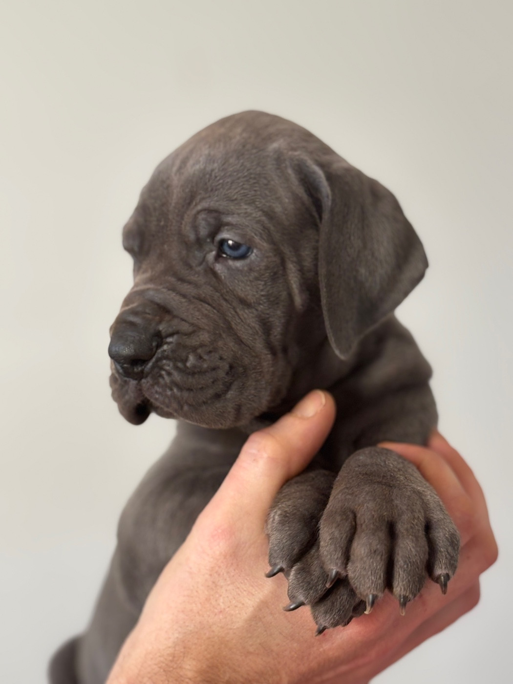 De Batthory - Chiots disponibles - Dogue allemand