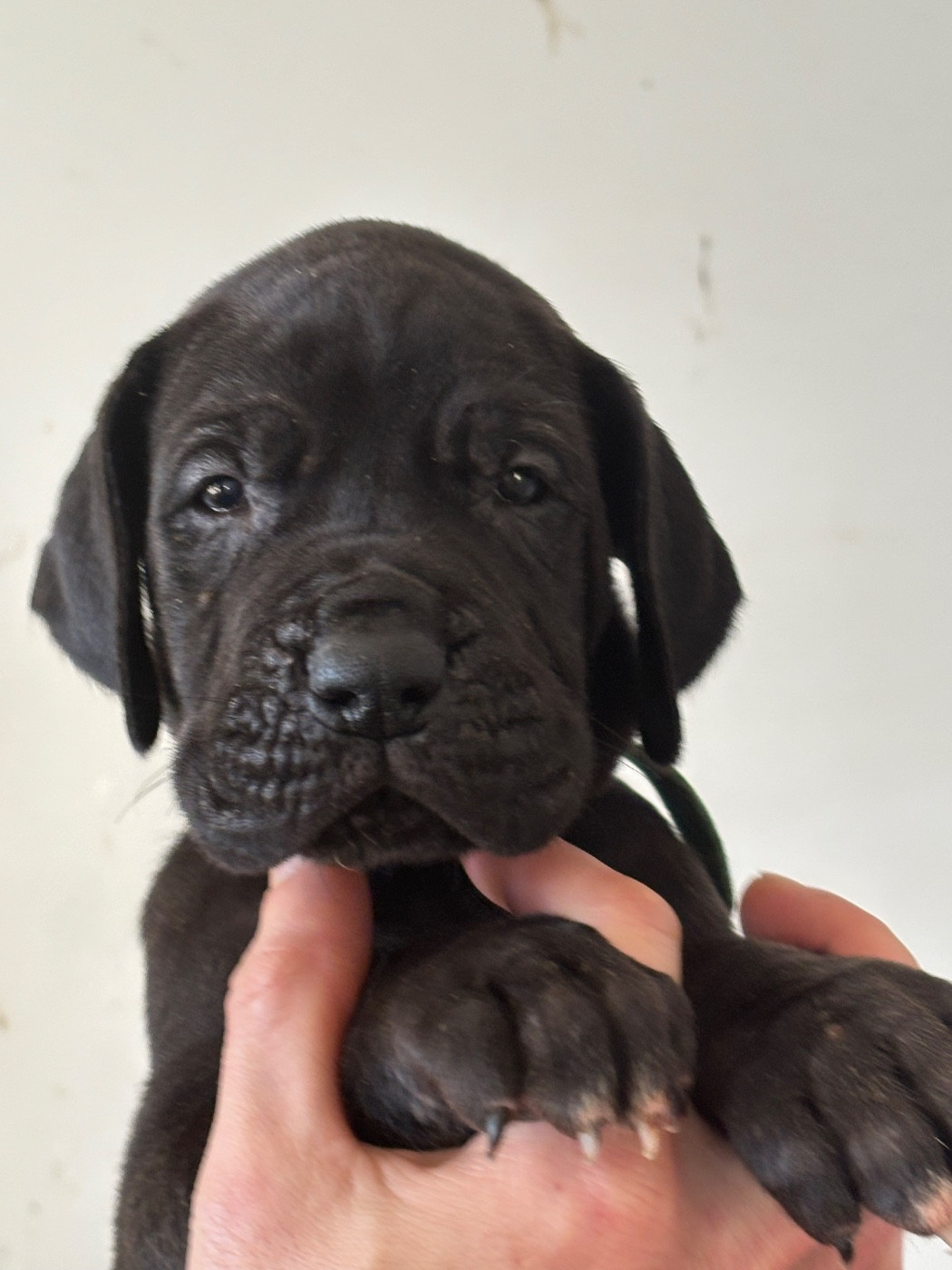 De Batthory - Chiots disponibles - Dogue allemand