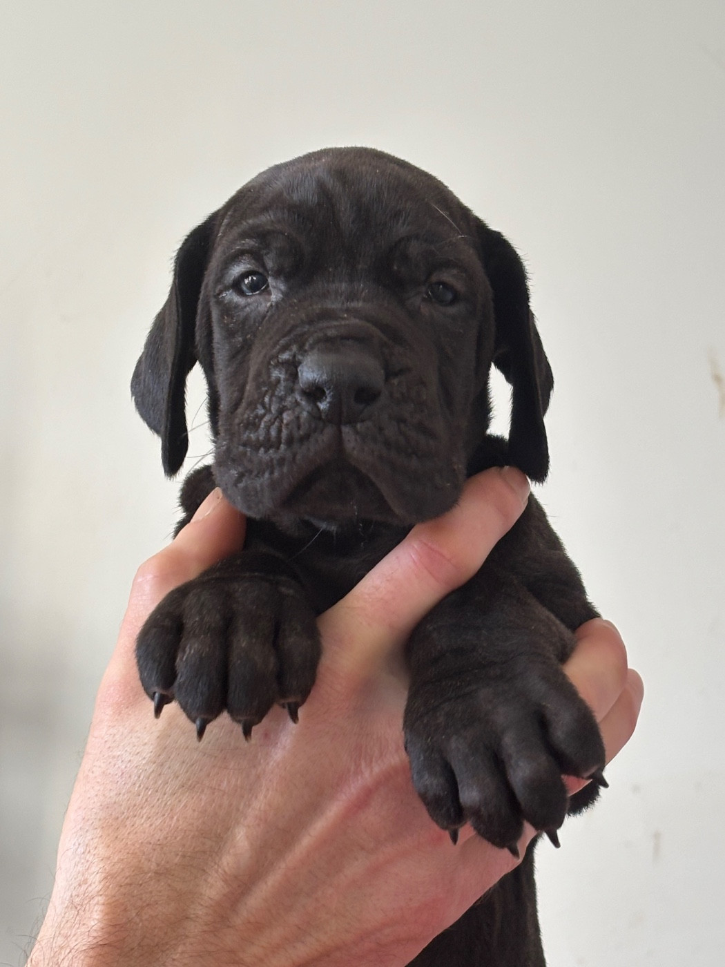 De Batthory - Chiots disponibles - Dogue allemand