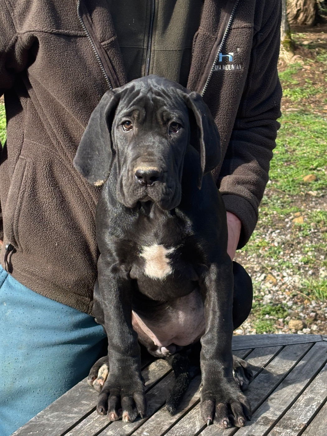 De Batthory - Chiots disponibles - Dogue allemand