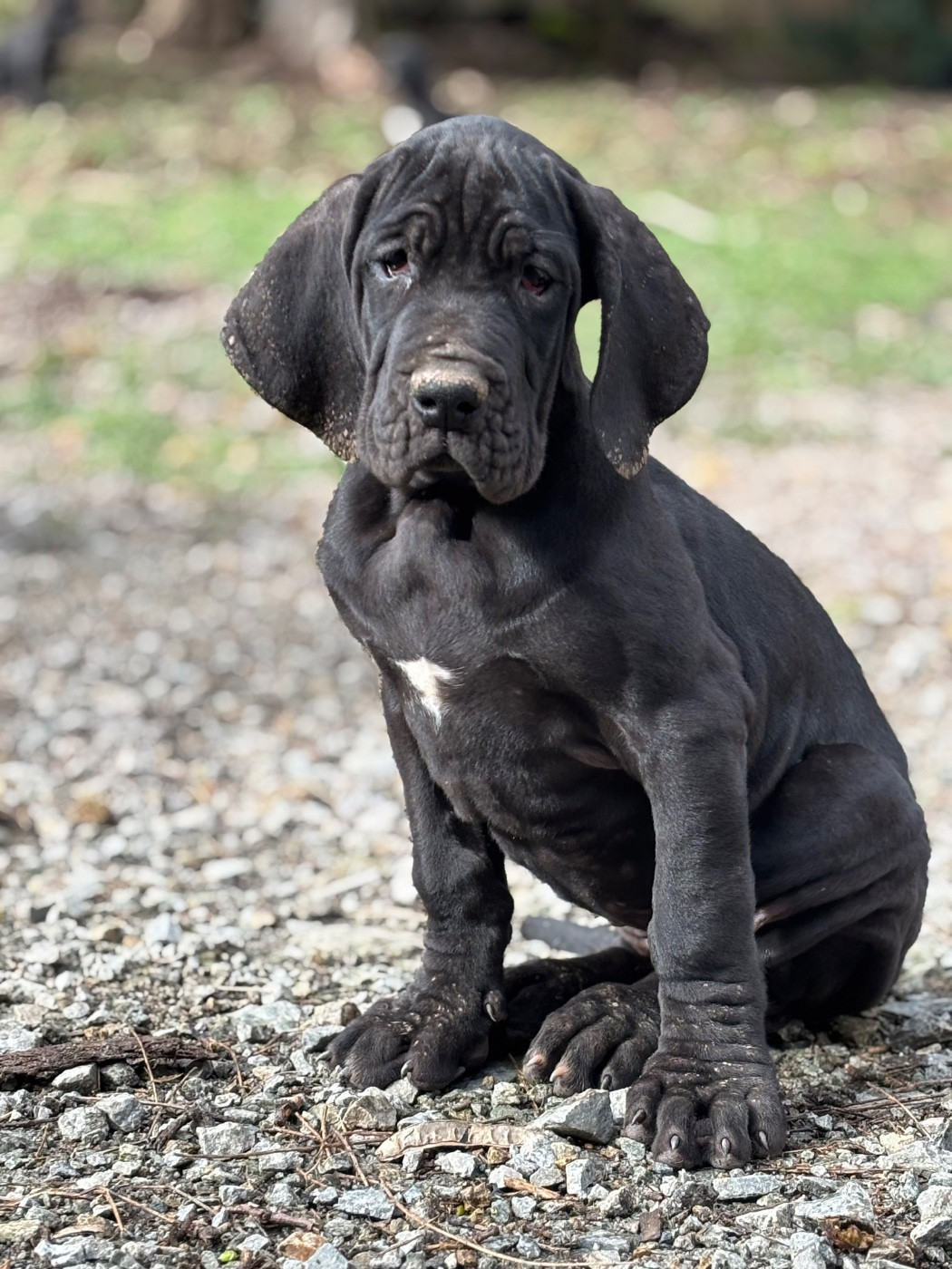De Batthory - Chiots disponibles - Dogue allemand