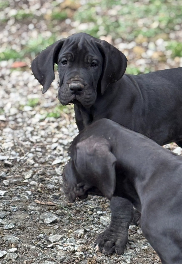 De Batthory - Chiots disponibles - Dogue allemand