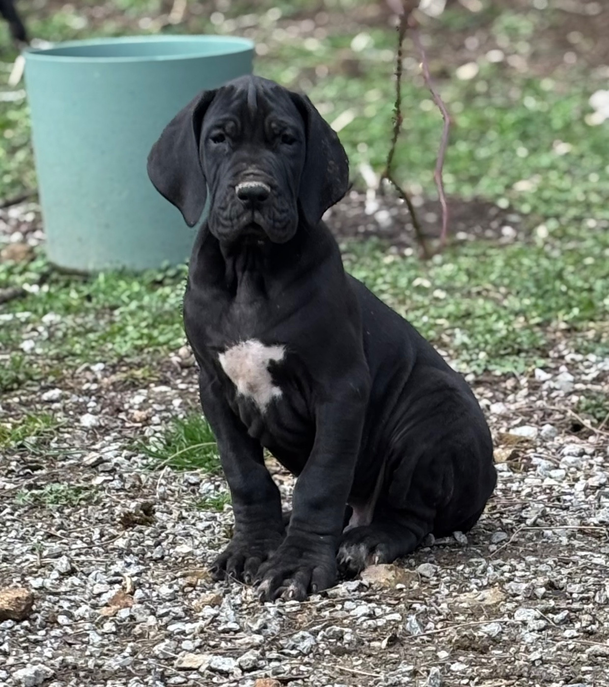 De Batthory - Chiots disponibles - Dogue allemand