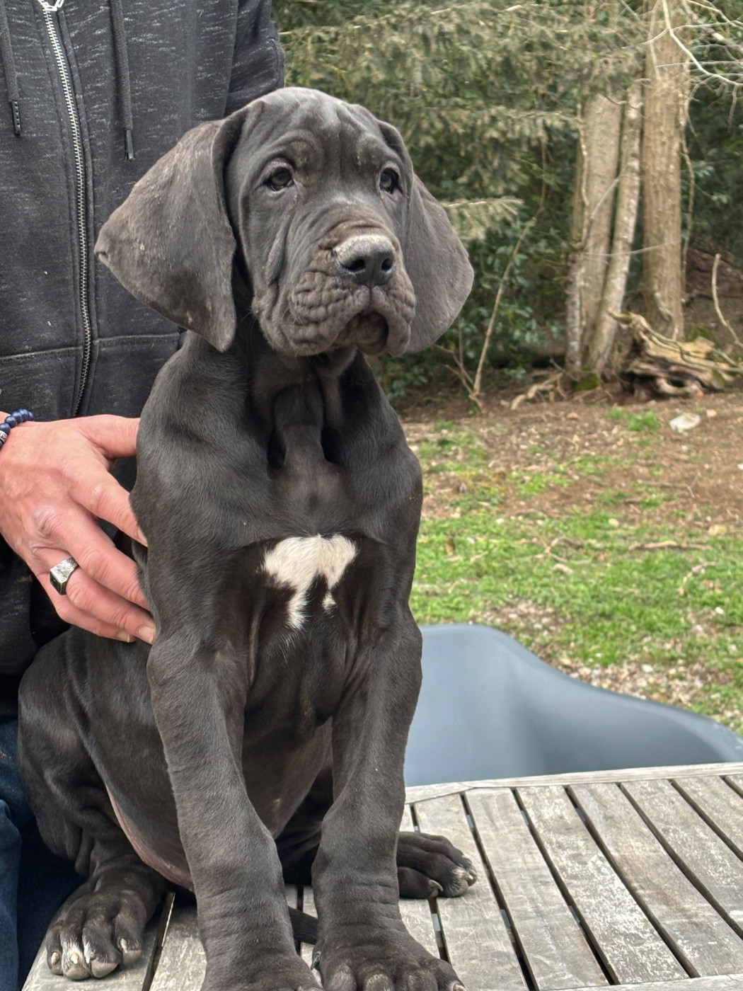 De Batthory - Chiots disponibles - Dogue allemand