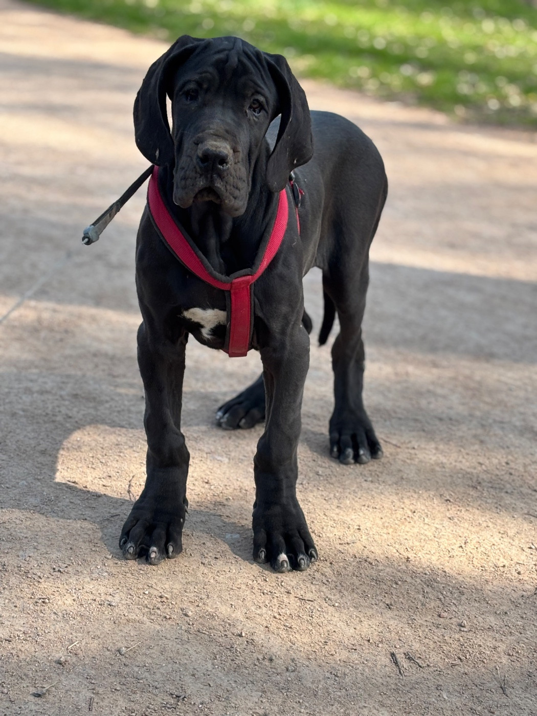 De Batthory - Chiots disponibles - Dogue allemand