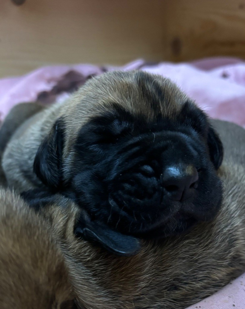 De Batthory - Chiots disponibles - Dogue allemand